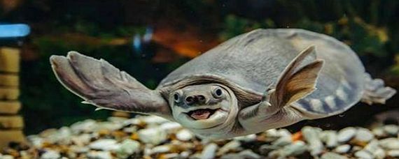 黃金貓魚圖片大全欣賞視頻播放(小貓金魚圖片)