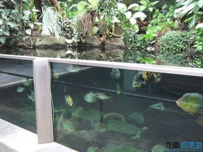 天津魚缸批發市場，天津魚缸批發市場價格對比 天津魚缸批發市場，天津魚缸批發市場價格對比 魚缸百科 第2張