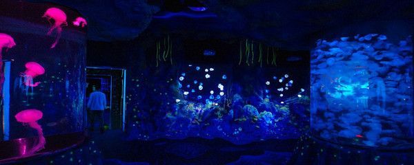開一家水族館需要準備什么東西（開一家水族館需要準備什么？）