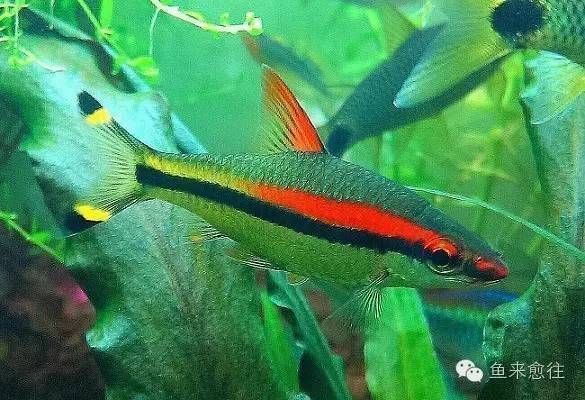 黑影道人魚的科學分類，黑影道人魚的科學分類并沒有一個直接相關的答案