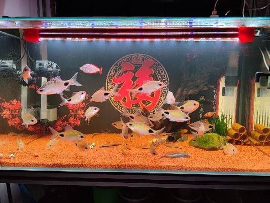 黑影道人魚的科學分類，黑影道人魚的科學分類并沒有一個直接相關的答案