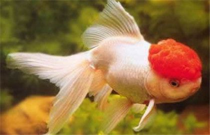 黑影道人魚的科學分類，黑影道人魚的科學分類并沒有一個直接相關的答案