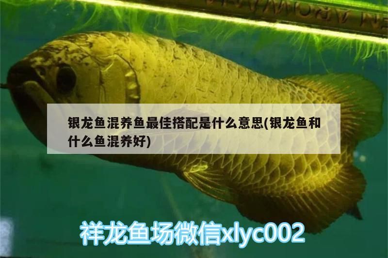 銀龍魚混養(yǎng)魚最佳搭配是什么意思(銀龍魚和什么魚混養(yǎng)好) 銀龍魚百科 第3張 銀龍魚混養(yǎng)魚最佳搭配是什么意思(銀龍魚和什么魚混養(yǎng)好) 銀龍魚混養(yǎng)魚最佳搭配是什么意思(銀龍魚和什么魚混養(yǎng)好) 銀龍魚百科 第3張
