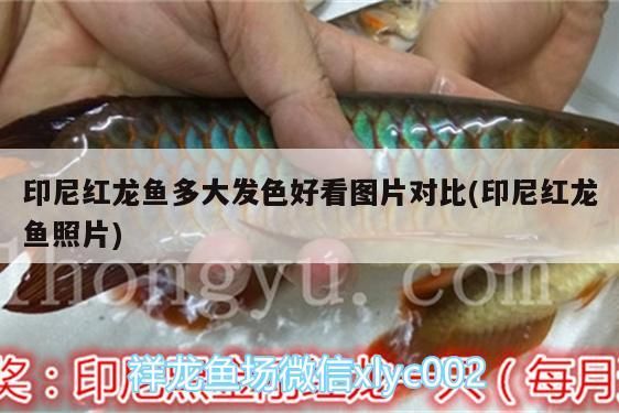 印尼紅龍魚多大發色好看圖片對比(印尼紅龍魚照片)