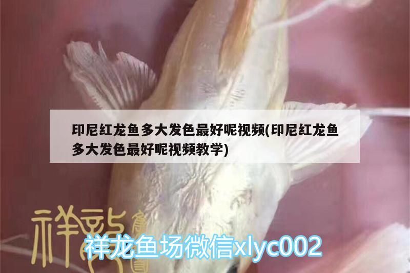 印尼紅龍魚多大發色最好呢視頻(印尼紅龍魚多大發色最好呢視頻教學) 紅龍魚百科 第2張 印尼紅龍魚多大發色最好呢視頻(印尼紅龍魚多大發色最好呢視頻教學) 印尼紅龍魚多大發色最好呢視頻(印尼紅龍魚多大發色最好呢視頻教學) 紅龍魚百科 第2張