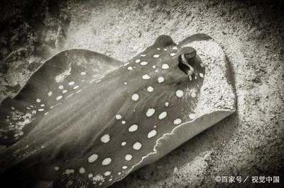 黑白魟魚長多大：黑白魟魚的飼養方法
