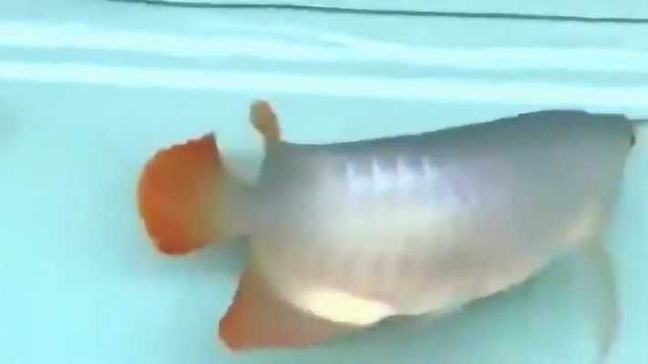 紅龍大湖魚視頻在線觀看免費：《大湖紅龍魚視頻合集》印尼紅龍魚及大湖紅龍魚混養實拍視頻