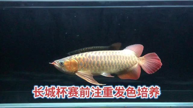 紅龍大湖魚視頻在線觀看免費：《大湖紅龍魚視頻合集》印尼紅龍魚及大湖紅龍魚混養實拍視頻