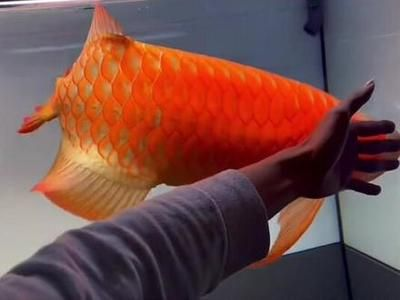 紅龍大湖魚視頻在線觀看免費：《大湖紅龍魚視頻合集》印尼紅龍魚及大湖紅龍魚混養實拍視頻 紅龍大湖魚視頻在線觀看免費：《大湖紅龍魚視頻合集》印尼紅龍魚及大湖紅龍魚混養實拍視頻 大湖紅龍魚百科 第6張