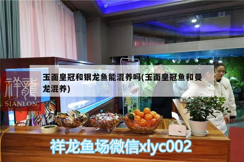 玉面皇冠和銀龍魚能混養嗎(玉面皇冠魚和曼龍混養) 玉面皇冠和銀龍魚能混養嗎(玉面皇冠魚和曼龍混養) 銀龍魚百科 第3張