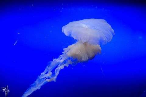 水族館門牌設(shè)計（水族館門牌設(shè)計的重要性）