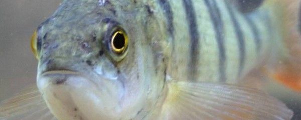 虎魚繁殖后市場趨勢預測，虎魚繁殖后的市場趨勢分析