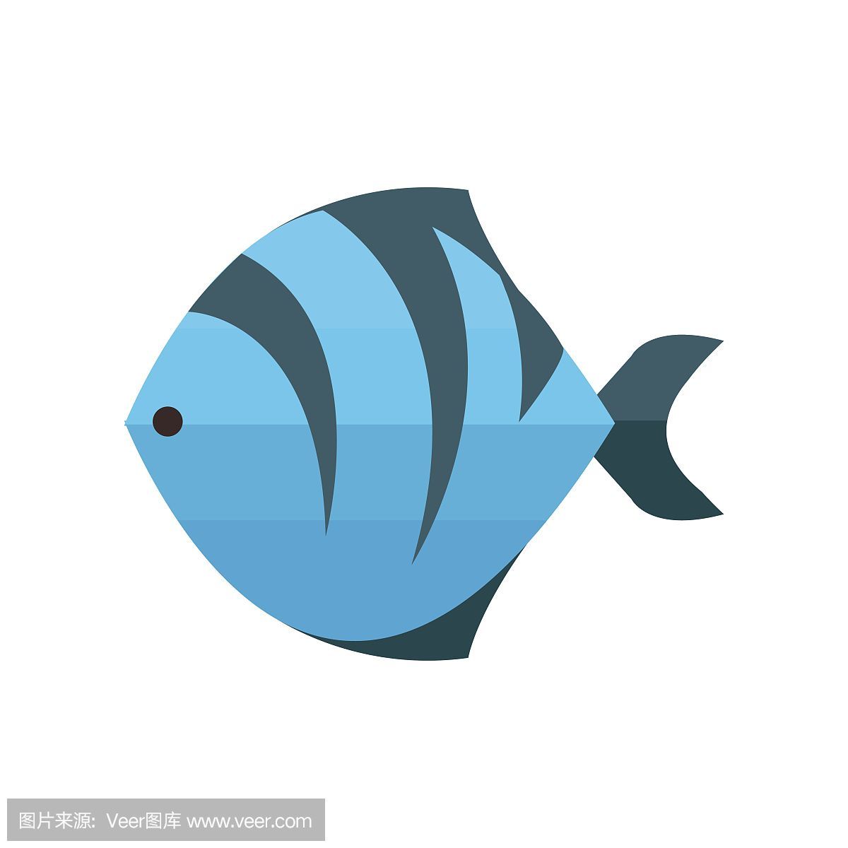 虎魚用白色還是藍色背景:選擇虎魚背景顏色時需要考慮多種因素需要考慮虎魚的視覺特點 虎魚百科 第1張 虎魚用白色還是藍色背景:選擇虎魚背景顏色時需要考慮多種因素需要考慮虎魚的視覺特點 虎魚用白色還是藍色背景:選擇虎魚背景顏色時需要考慮多種因素需要考慮虎魚的視覺特點 虎魚百科 第1張