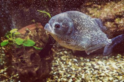虎魚用白色還是藍色背景:選擇虎魚背景顏色時需要考慮多種因素需要考慮虎魚的視覺特點 虎魚百科 第3張 虎魚用白色還是藍色背景:選擇虎魚背景顏色時需要考慮多種因素需要考慮虎魚的視覺特點 虎魚用白色還是藍色背景:選擇虎魚背景顏色時需要考慮多種因素需要考慮虎魚的視覺特點 虎魚百科 第3張