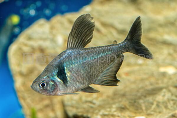 虎魚用白色還是藍色背景：選擇虎魚背景顏色時需要考慮多種因素需要考慮虎魚的視覺特點 虎魚用白色還是藍色背景：選擇虎魚背景顏色時需要考慮多種因素需要考慮虎魚的視覺特點 虎魚百科 第4張