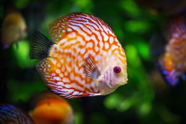 北海魚缸舊貨市場在哪兒啊電話（ 北海魚缸舊貨市場在哪兒啊電話多少）