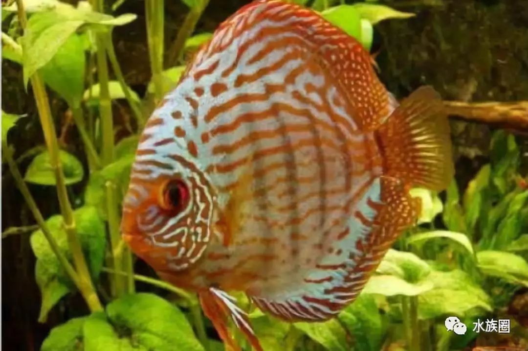 銀龍魚攻擊性強嗎（銀龍魚及元寶鸚鵡的問題。急急急）