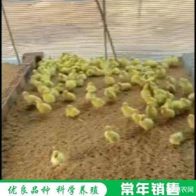 龍魚掉眼原因有哪些(龍魚掉眼是怎么回事) 龍魚掉眼原因有哪些(龍魚掉眼是怎么回事) 黃金貓魚百科 第2張