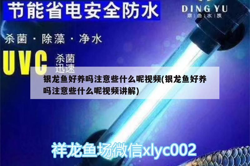 銀龍魚好養(yǎng)嗎注意些什么呢視頻(銀龍魚好養(yǎng)嗎注意些什么呢視頻講解)