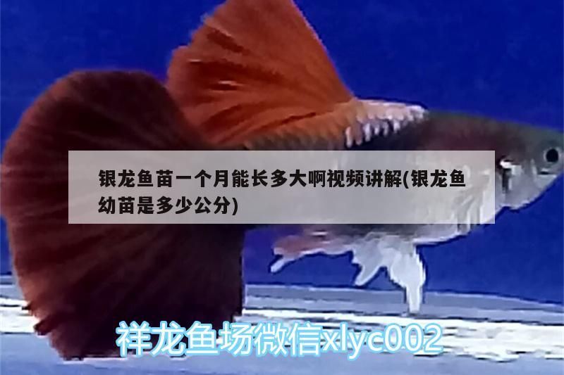 銀龍魚苗一個月能長多大啊視頻講解(銀龍魚幼苗是多少公分) 銀龍魚苗一個月能長多大啊視頻講解(銀龍魚幼苗是多少公分) 銀龍魚百科 第3張
