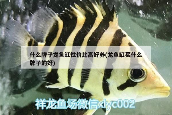 什么龍魚缸性價比高，性價比較高的龍魚缸品牌和型號