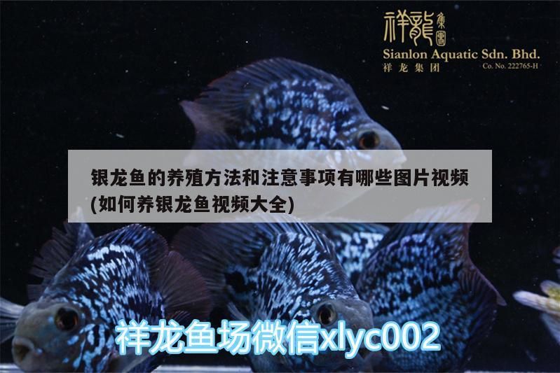 銀龍魚的養殖方法和注意事項有哪些圖片視頻(如何養銀龍魚視頻大全)