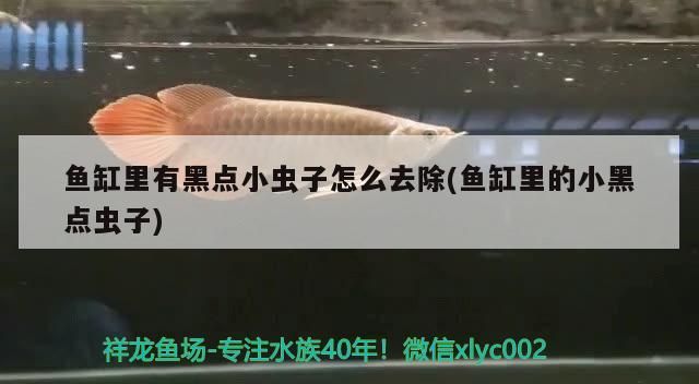 魚缸里有黑點小蟲子怎么去除(魚缸里的小黑點蟲子)
