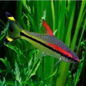 常見熱帶觀賞魚的品種識別：水族箱的種類有哪些？ 常見熱帶觀賞魚的品種識別：水族箱的種類有哪些？ 水族館百科（水族館加盟） 第4張