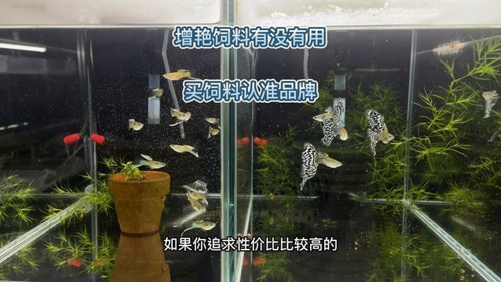 元寶鳳凰魚(yú)飼料增色原理，元寶鳳凰魚(yú)飼料增色原理解釋元寶鳳凰魚(yú)飼料增色原理