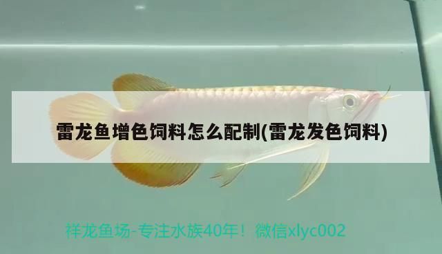 元寶鳳凰魚(yú)飼料增色原理，元寶鳳凰魚(yú)飼料增色原理解釋元寶鳳凰魚(yú)飼料增色原理