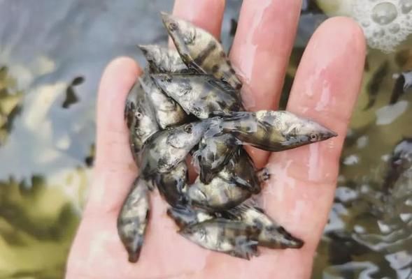 赤焰中國虎魚養殖成本變化，赤焰中國虎魚養殖成本變化是一個值得關注的話題