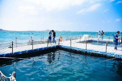 魟魚被咬傷了怎么辦：當魟魚被咬傷時，處理方法會根據傷口的嚴重程度不同