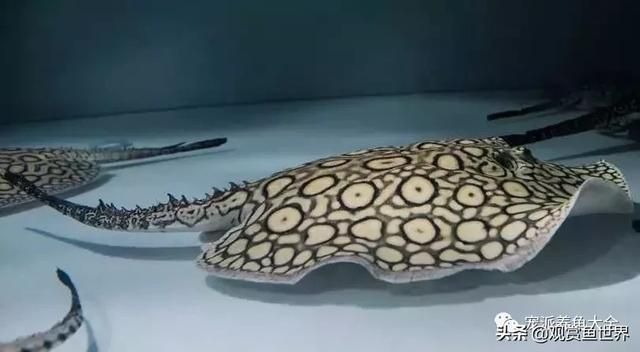 魟魚被咬傷了怎么辦：當魟魚被咬傷時，處理方法會根據傷口的嚴重程度不同 魟魚被咬傷了怎么辦：當魟魚被咬傷時，處理方法會根據傷口的嚴重程度不同 魟魚百科 第4張