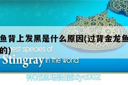 金龍魚背上發(fā)黑是什么原因(過背金龍魚背上都黑的)