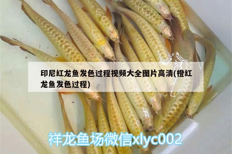 印尼紅龍魚發色過程視頻大全圖片高清(橙紅龍魚發色過程) 紅龍魚百科 第3張 印尼紅龍魚發色過程視頻大全圖片高清(橙紅龍魚發色過程) 印尼紅龍魚發色過程視頻大全圖片高清(橙紅龍魚發色過程) 紅龍魚百科 第3張