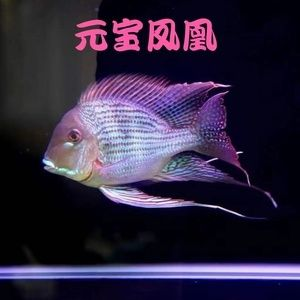 元寶鳳凰魚和什么魚能混養：元寶鳳凰魚與什么魚能混養