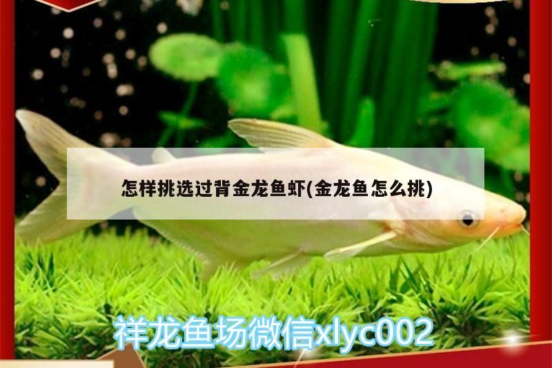 怎樣挑選過背金龍魚蝦(金龍魚怎么挑)