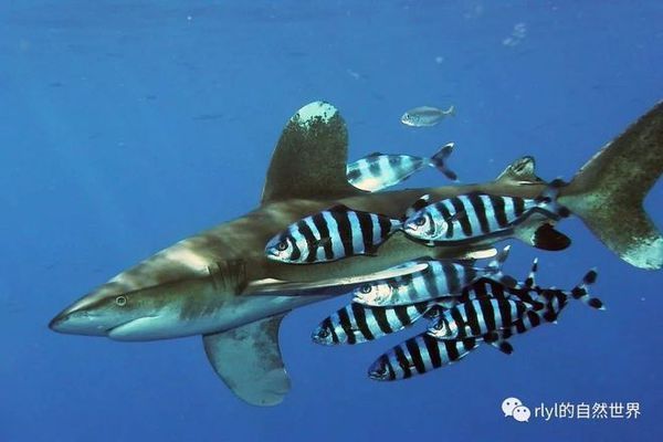 鯊魚攻擊高發區域分布，全球鯊魚攻擊的高發區域分析