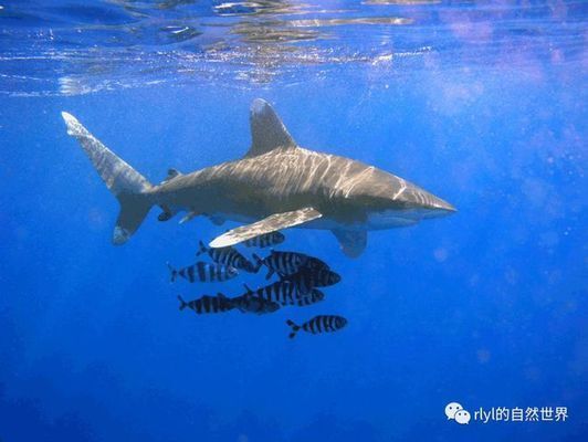 鯊魚攻擊高發區域分布，全球鯊魚攻擊的高發區域分析