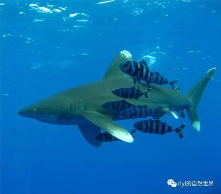 鯊魚攻擊高發區域分布，全球鯊魚攻擊的高發區域分析
