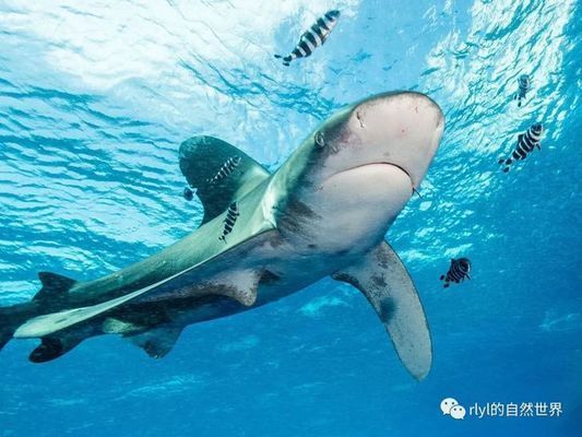 鯊魚攻擊高發區域分布，全球鯊魚攻擊的高發區域分析