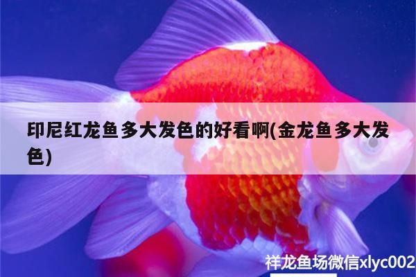 印尼紅龍魚多大發(fā)色的好看啊(金龍魚多大發(fā)色)