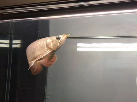 小過背金龍魚好養嗎怎么養：小過背金龍魚養殖指南