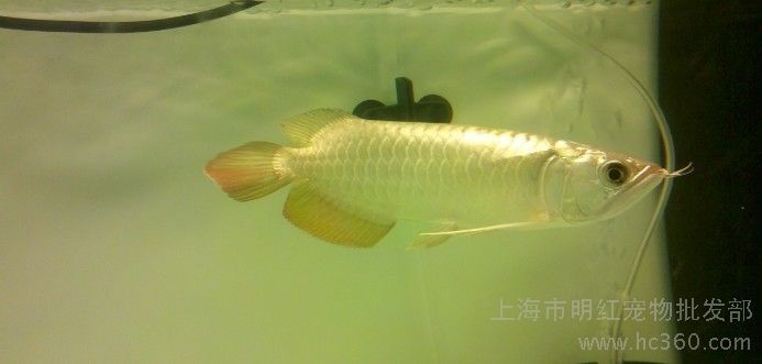 小過背金龍魚好養嗎怎么養：小過背金龍魚養殖指南