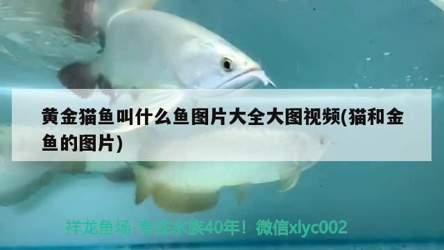 黃金貓魚叫什么魚圖片大全大圖視頻(貓和金魚的圖片)