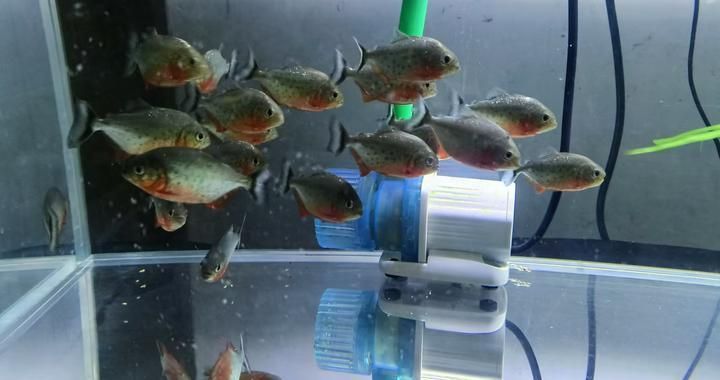 大銀龍魚咬小銀龍魚視頻(銀龍魚咬手)