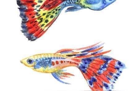 水族館有什么魚？（《和平精英》水族館中常見的魚類種類及其詳細(xì)介紹）