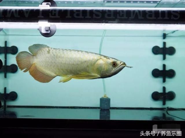 金龍魚養護注意事項及技巧：金龍魚養護的注意事項和技巧