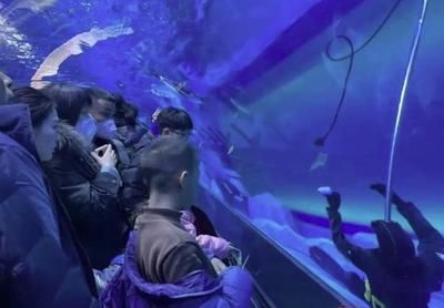 水族館工作怎么樣（水族館工作需要具備哪些技能）
