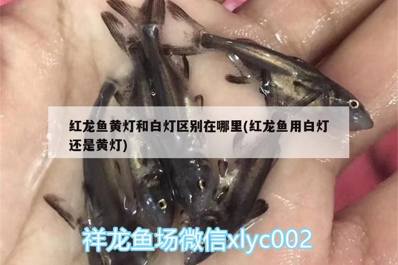 紅龍魚黃燈和白燈區別在哪里(紅龍魚用白燈還是黃燈)